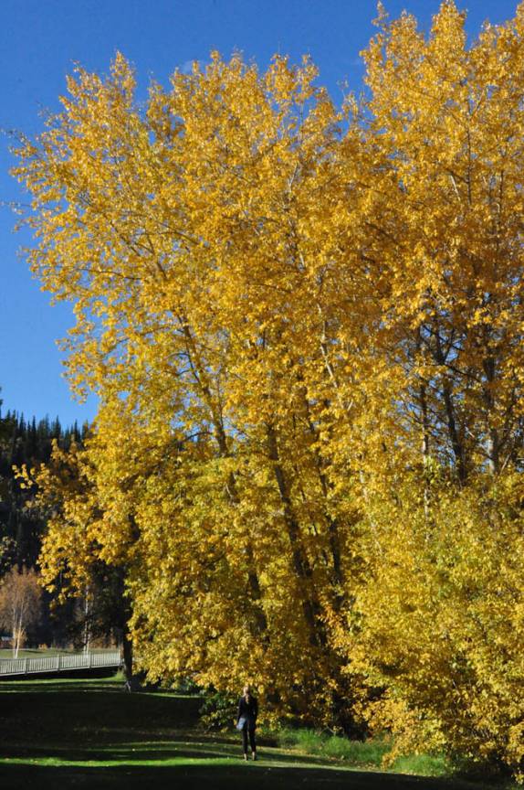 A Ana fica pequenininha perto da árvore, ao admirar as maravilhosas cores de Outono em parque de Dawson City, no Yukon Territory, noroeste do Canadá